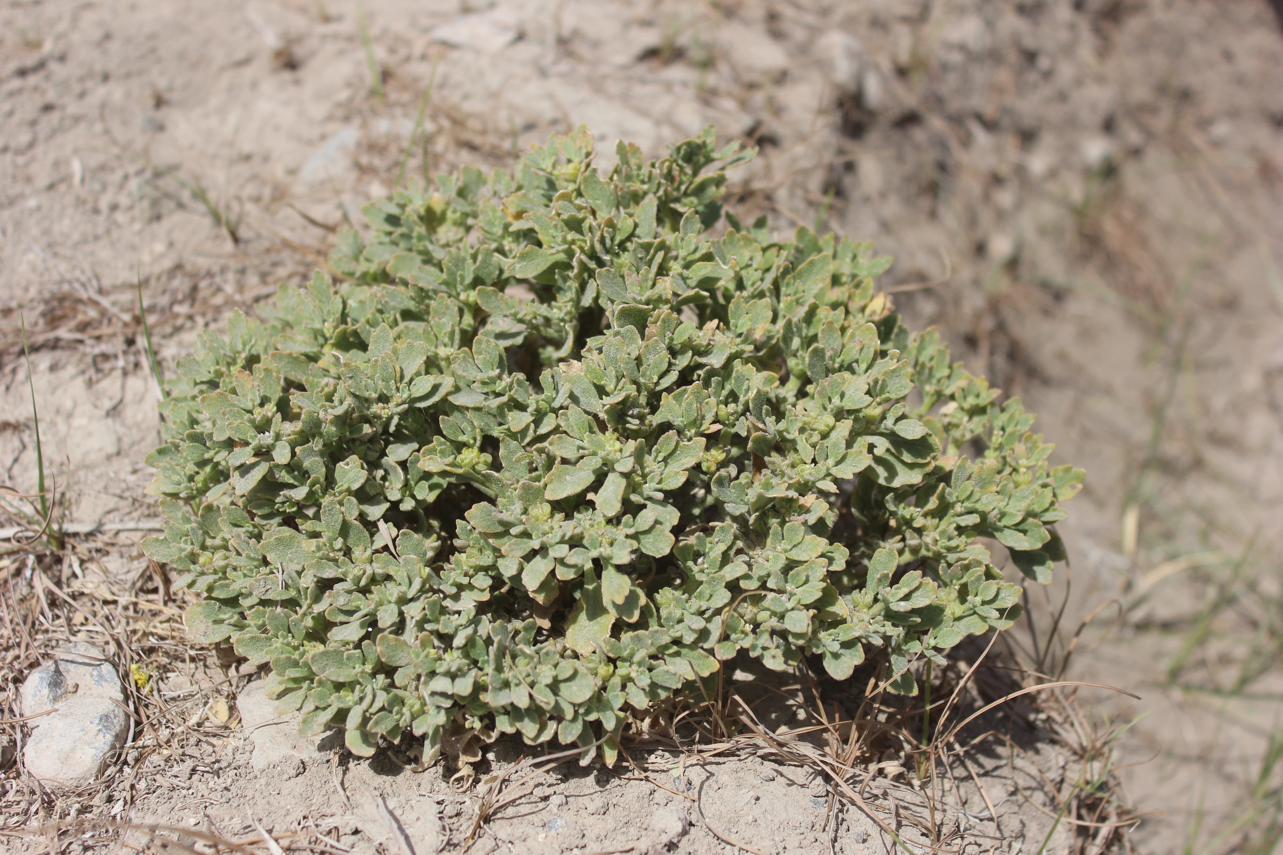 Anastatica hierochuntica L.